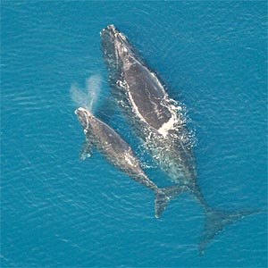 north atlantic right whale mother and calf / NOAA